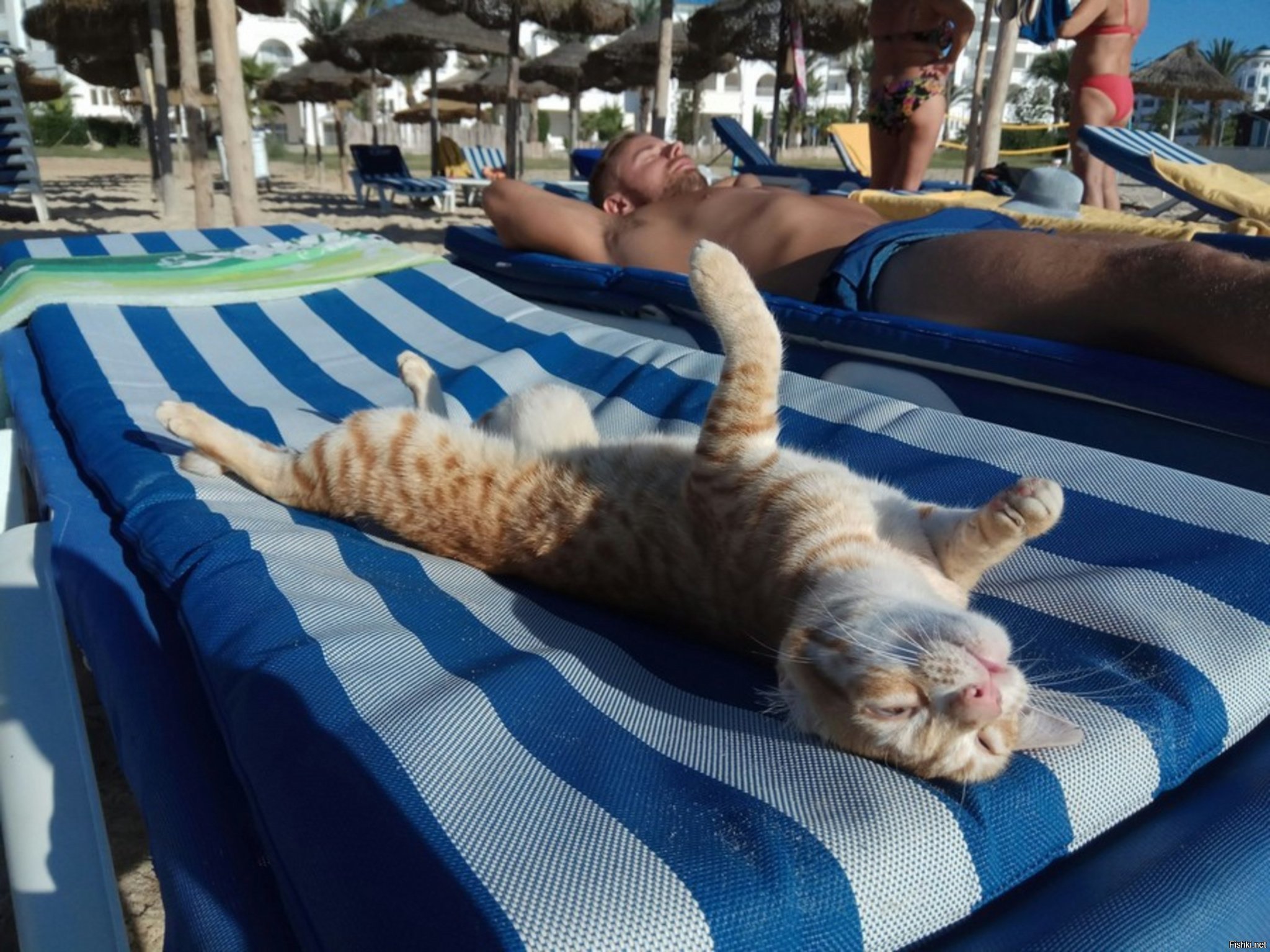 Прикольное видео отпуск. Кот на море. Отдыхающие кошки. Кот отдыхает на море. Кошка в отпуске.