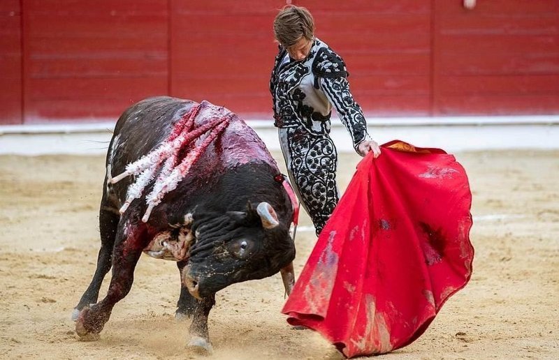 Сезон корриды в Мадриде начался с победы быка