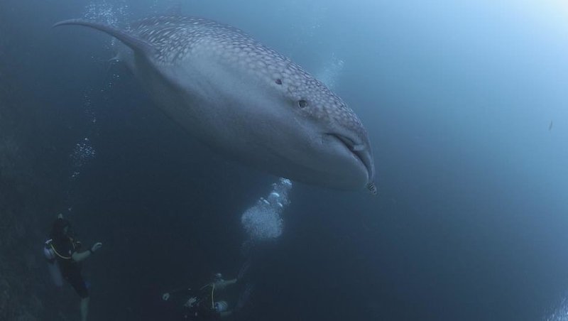 Организаторы подводного фестиваля на Мальдивах пригласили туристов поплавать с акулами