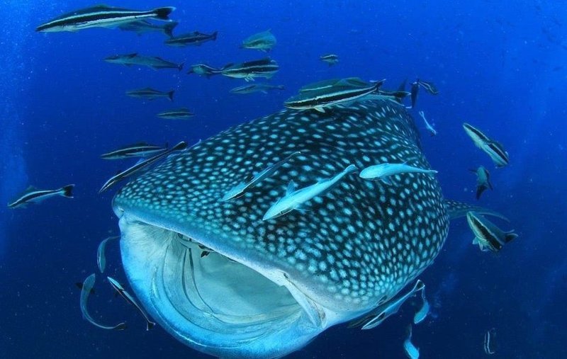 Организаторы подводного фестиваля на Мальдивах пригласили туристов поплавать с акулами