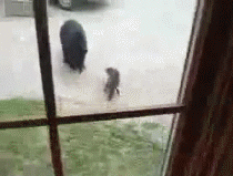 Гифки с разными зверушками