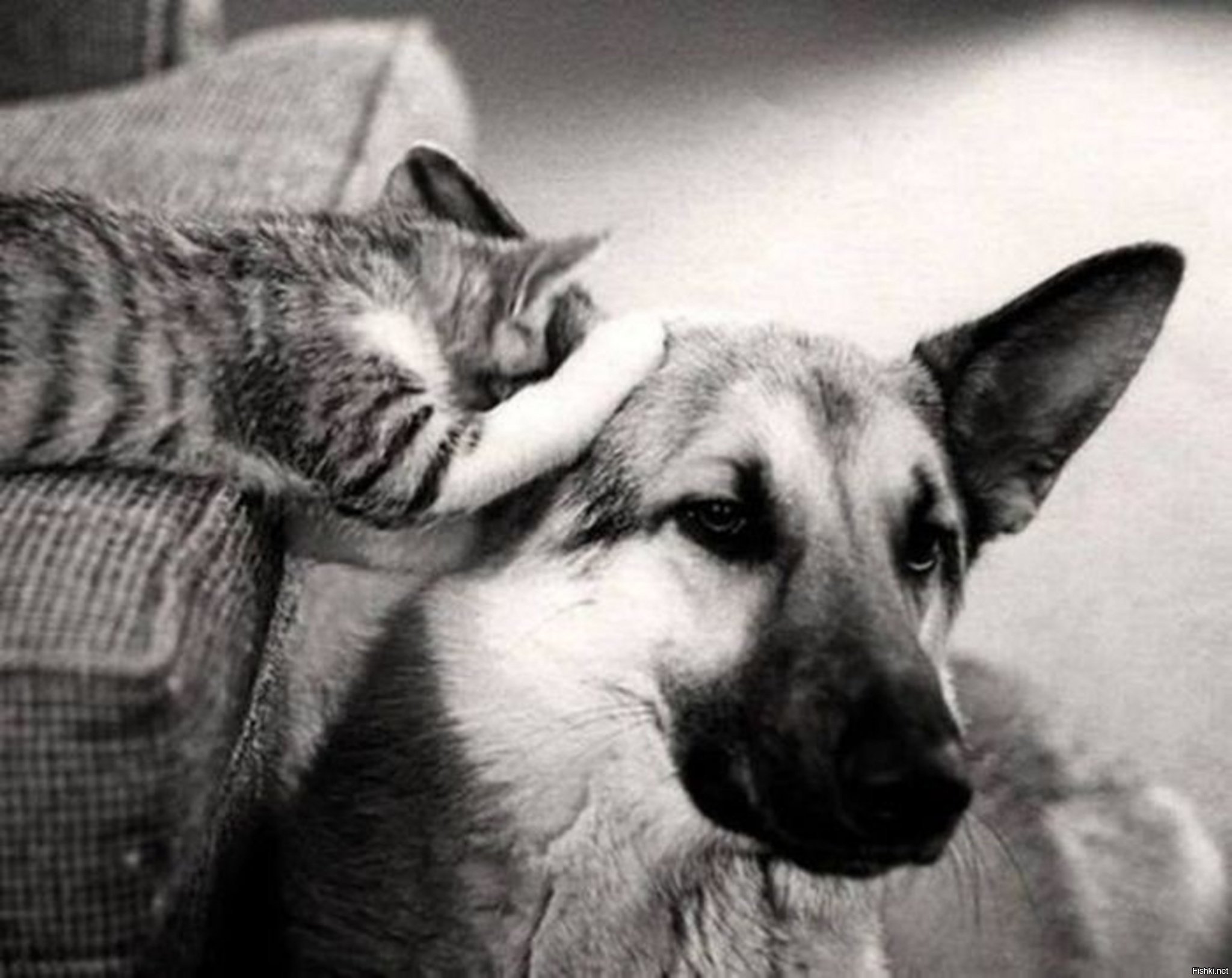 Говорящие коты и собаки. Кот и собака. Фото кошек и собак. Кот и собака дружат. Дружба кошки и собаки.
