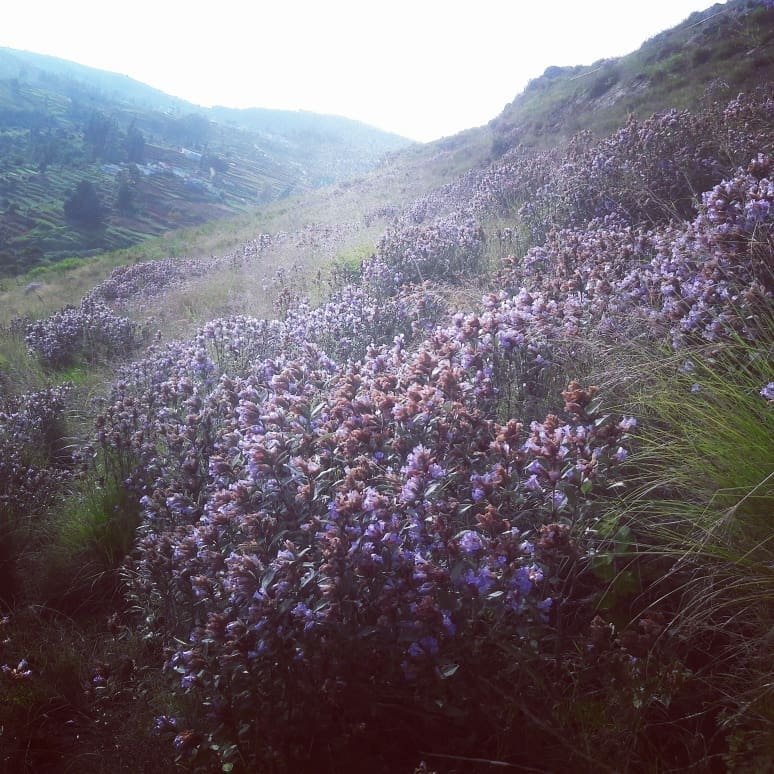 Ни разу не цвели. Strobilanthes kunthianus. Неелакуринджи цветущие. Неелакуринджи цветок Индия. Неелакуринджи цветущие раз в 12 лет.