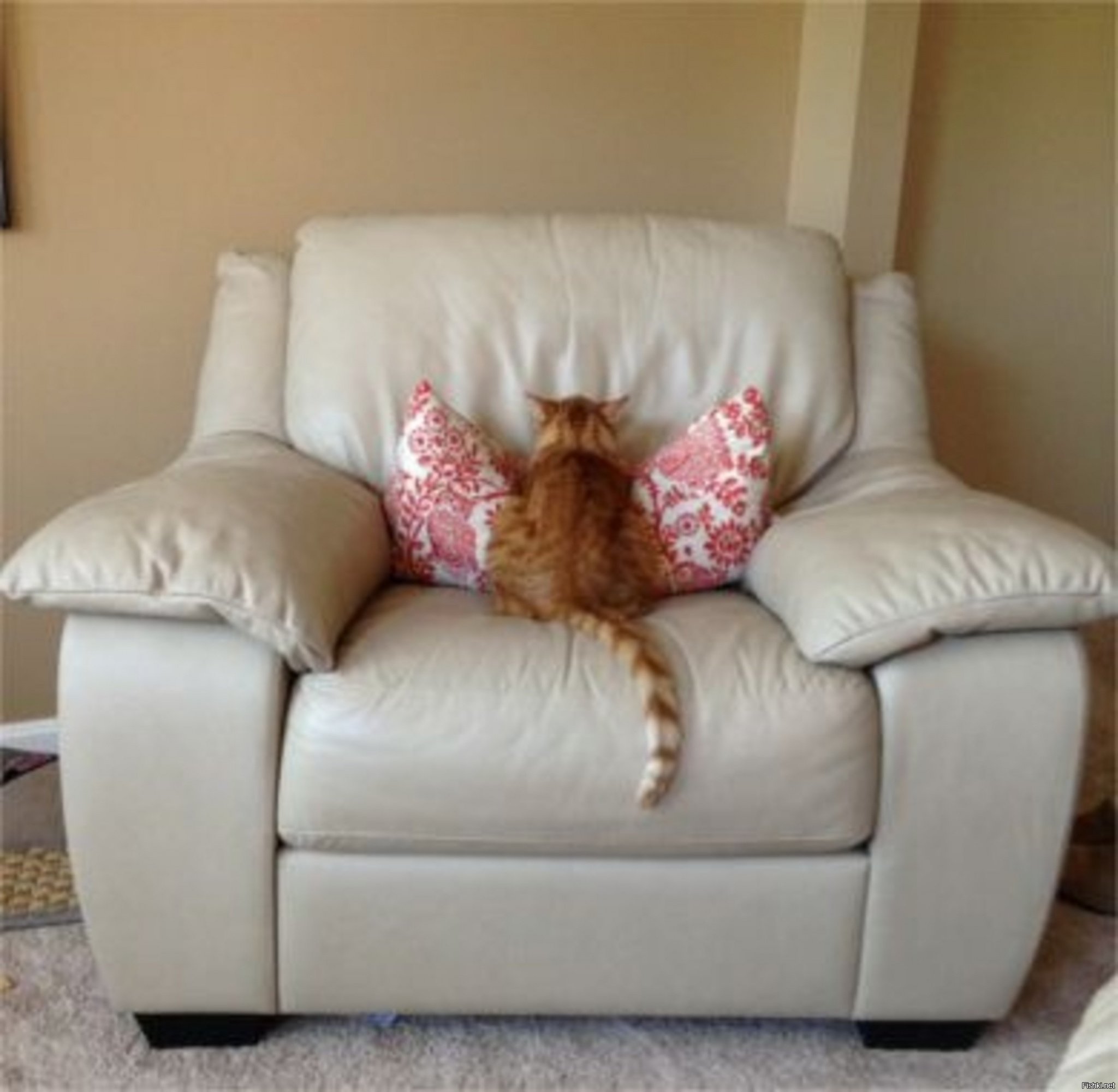 Кот отвернулся на диване