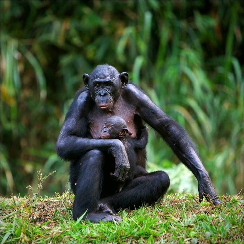 Дети и шимпанзе общаются одинаковыми жестами