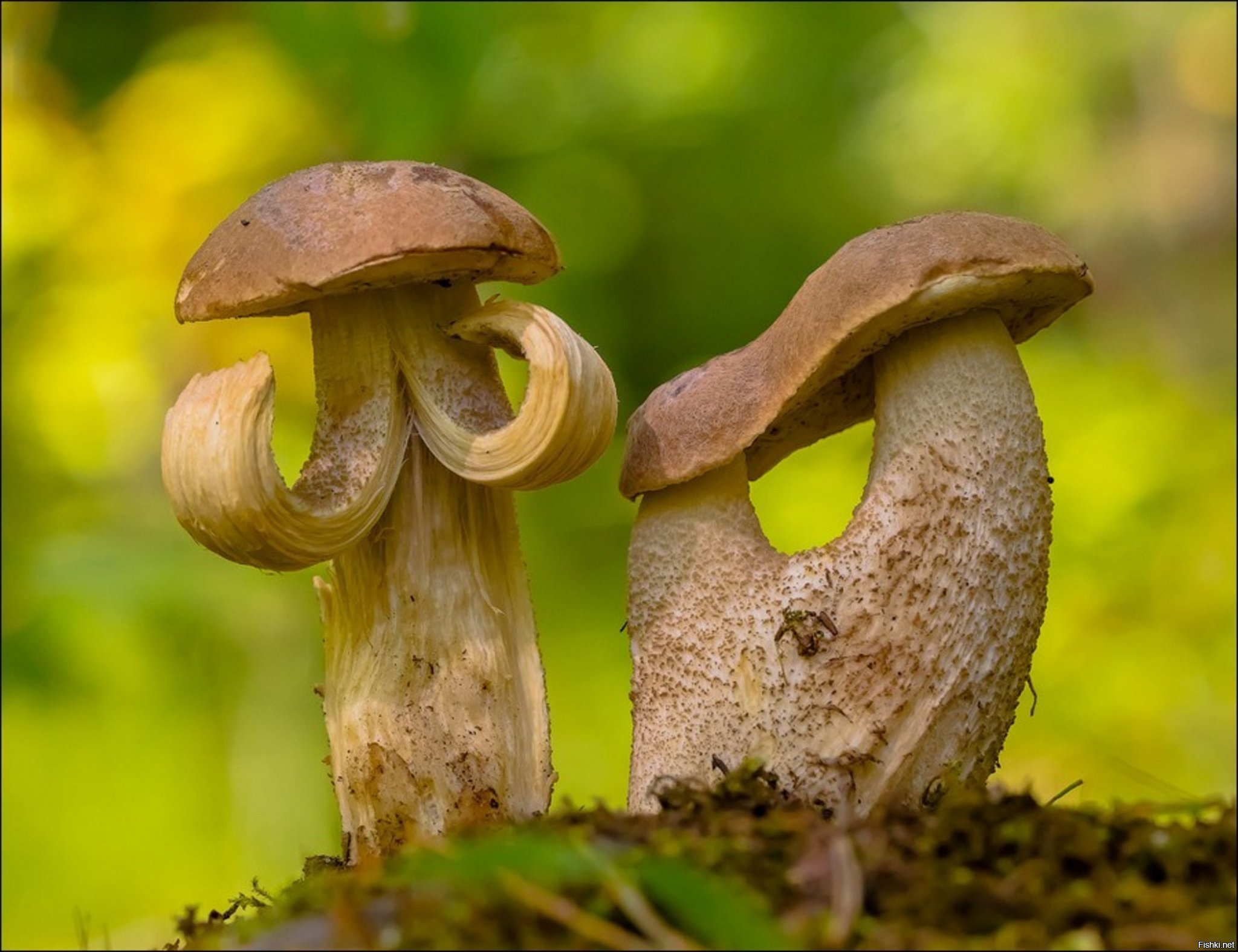 Веселый гриб