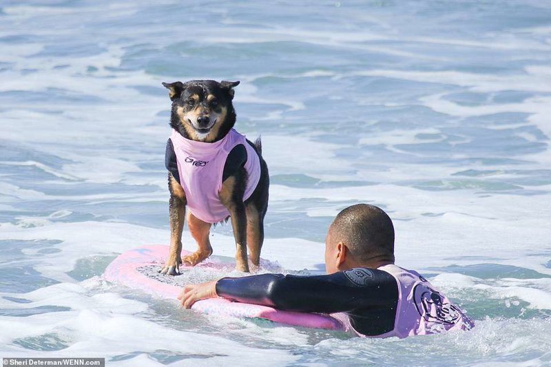 В соревнованиях по собачьему серфингу Surf City Surf Dog, участники сражались в трех категориях: соло-серфинг, серфинг со второй собакой и серфинг с хозяином.