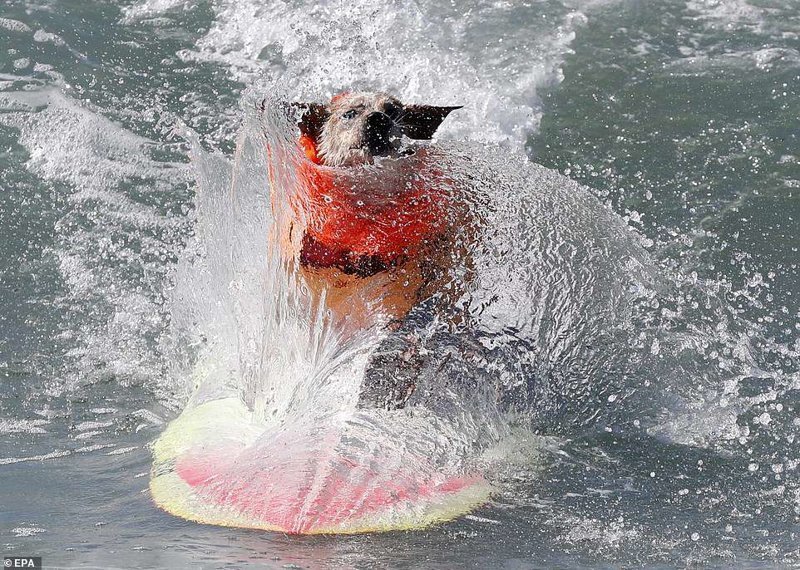 Собаки-серфингисты прокатились по волнам в Калифорнии