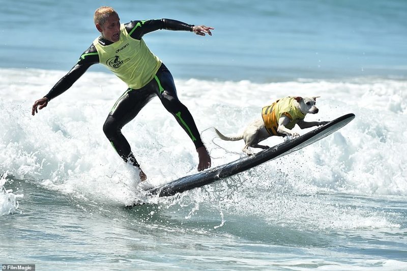 Собаки-серфингисты прокатились по волнам в Калифорнии