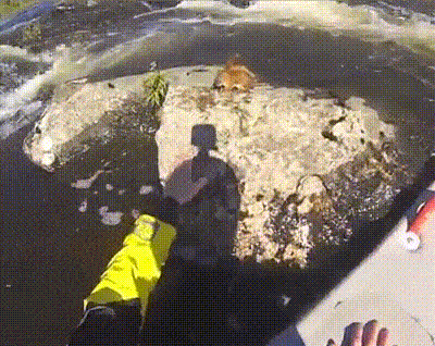 Спасение белки