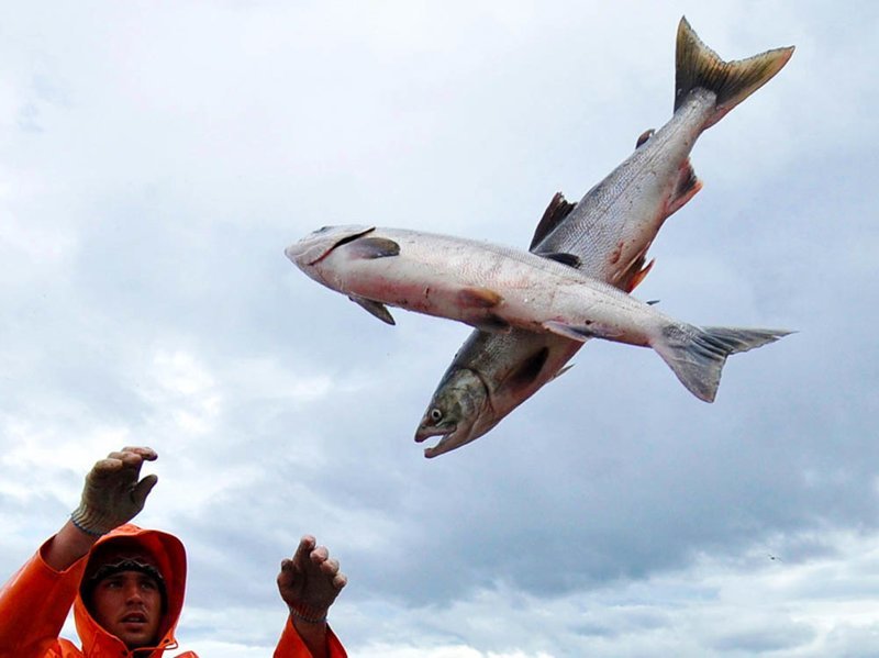 На Камчатке красную рыбу вывозят на свалки, чтобы не допустить падения цен: видео