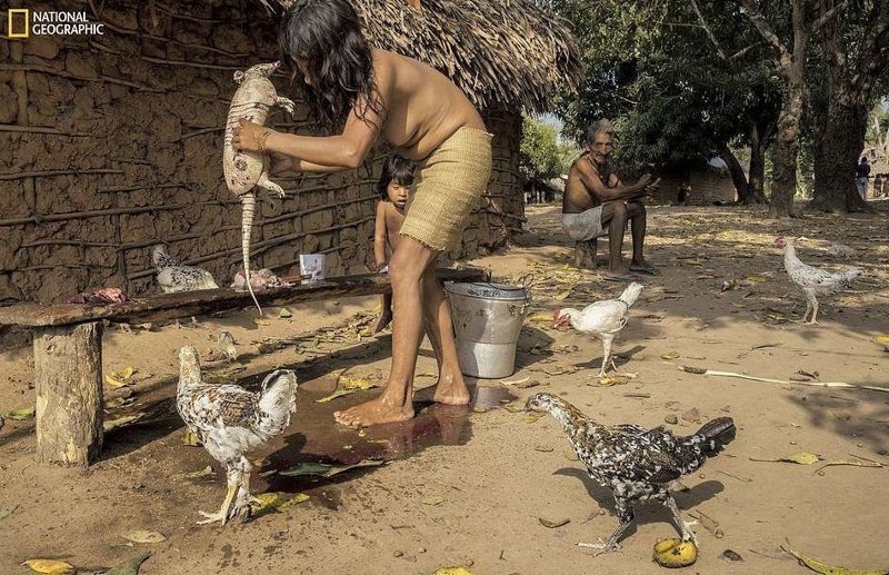 Женщина моет и разделывает броненосца в деревне Посто Ава