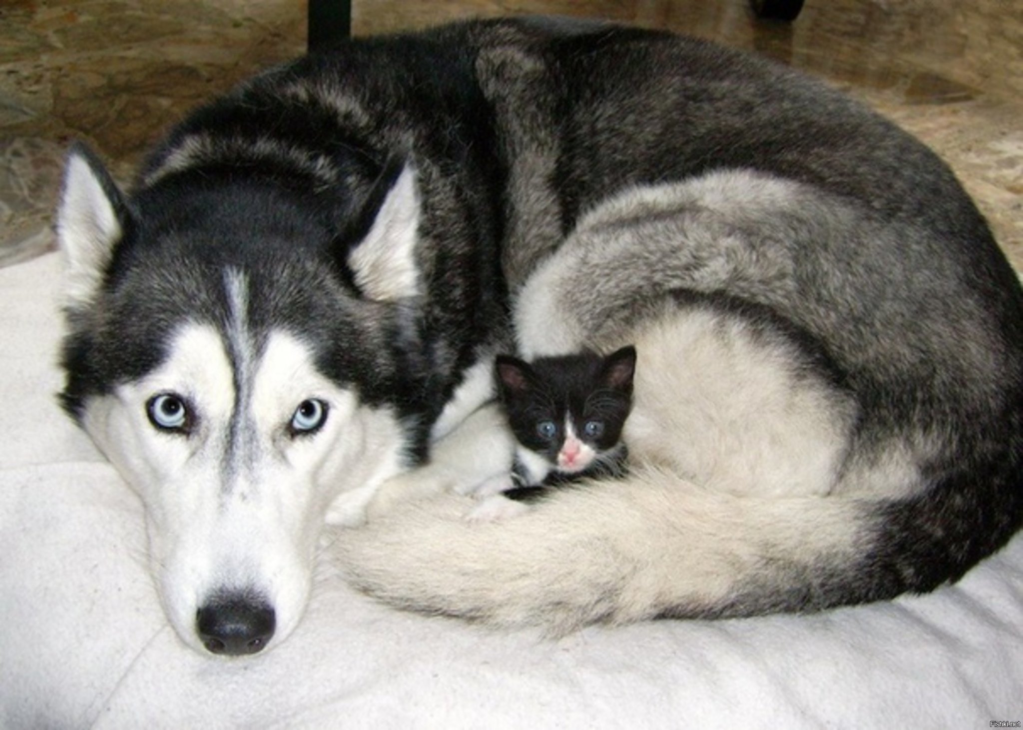 Почему мама собака. Хаски Талли. Сиамская хаски. Кошка породы хаски. Хаски и кошка.
