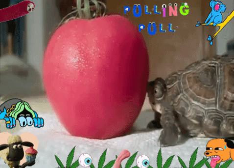 Черепаха ТорТилЛа