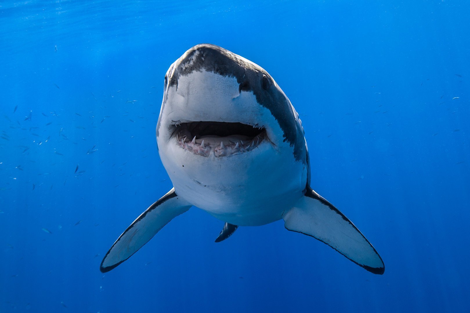 белая акула фото