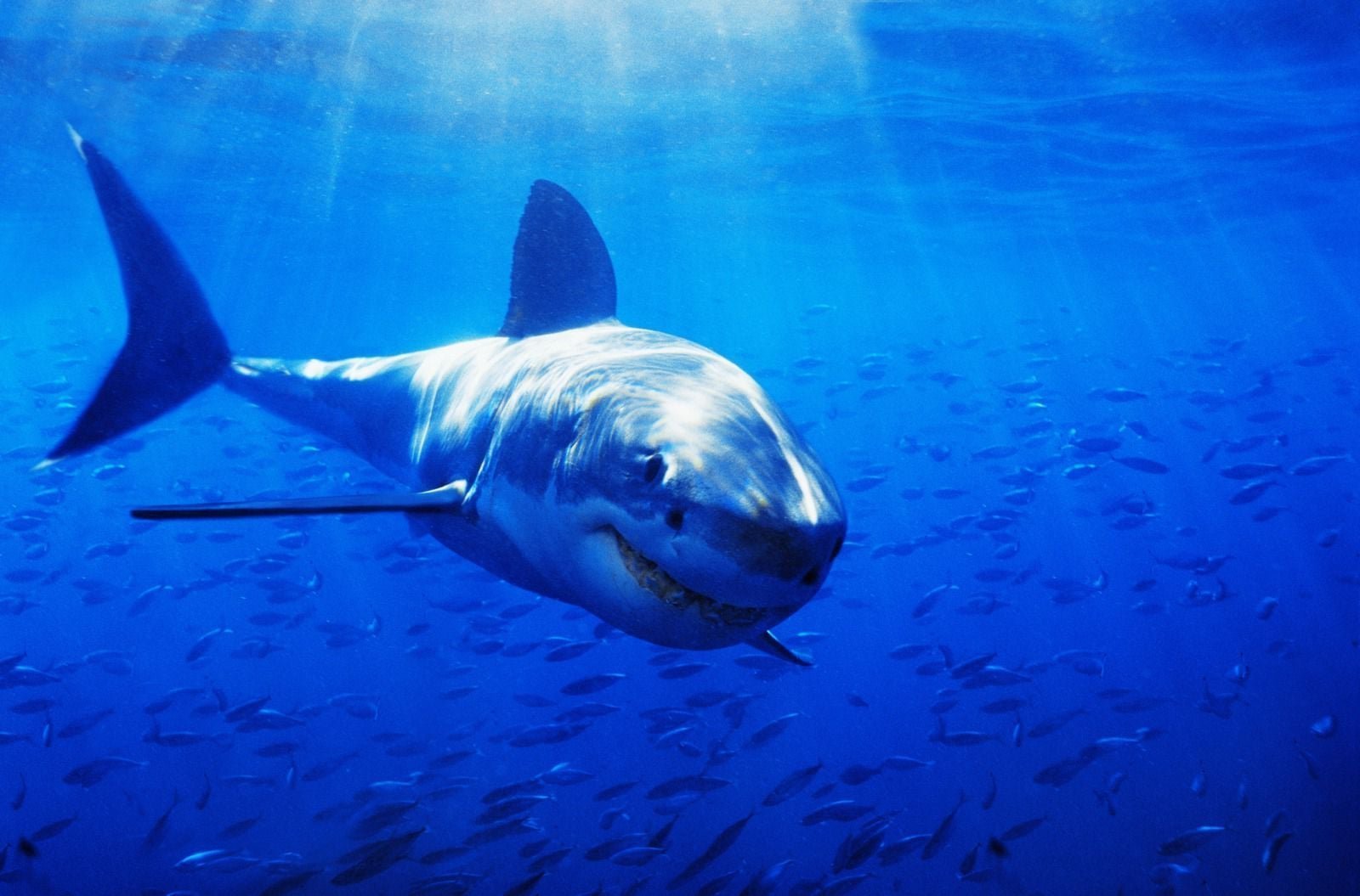 Сколько живет белая акула.