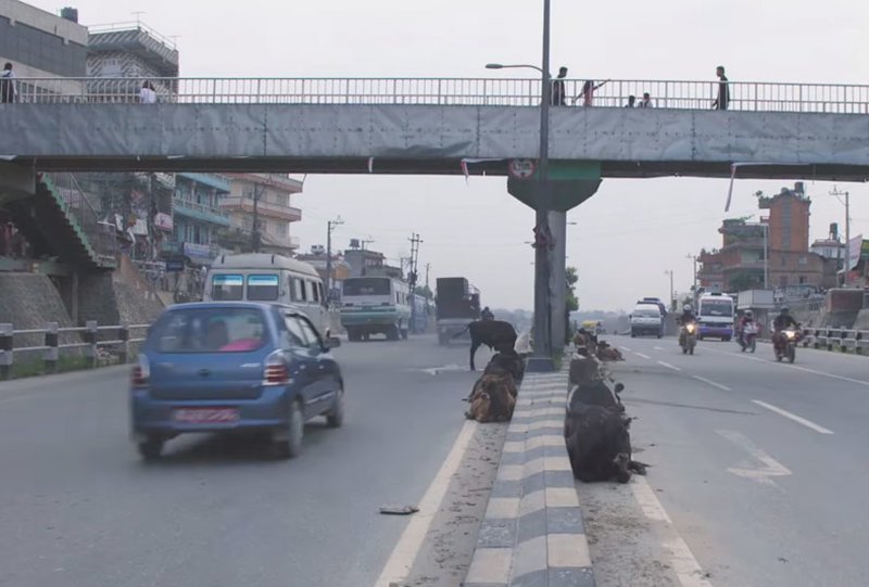 Житель Непала на мотоцикле спасает бездомных коров