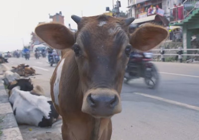 Житель Непала на мотоцикле спасает бездомных коров