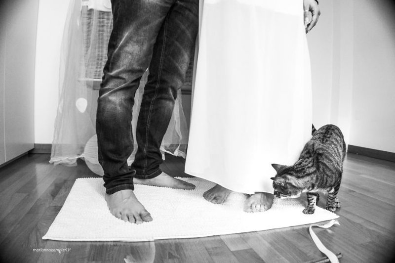 Фотограф снимает невест с их кошками и результат не может быть более очаровательным