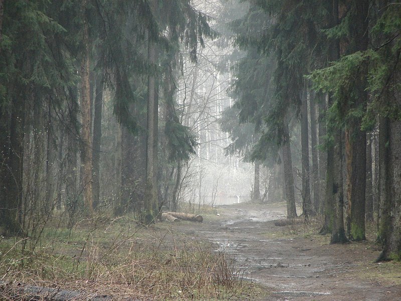 6. Некипелова Марина, Старый Оскол. «Туман в лесу. Почти картина Шишкина».