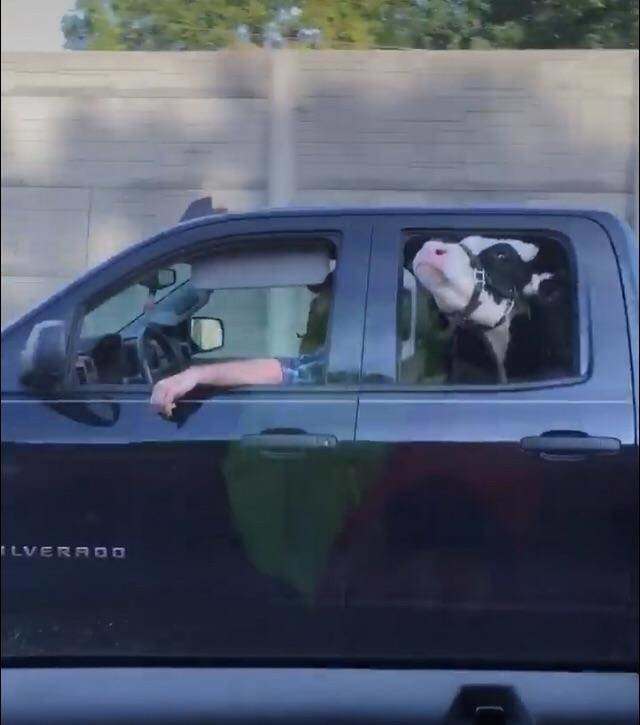 Корова-путешественница