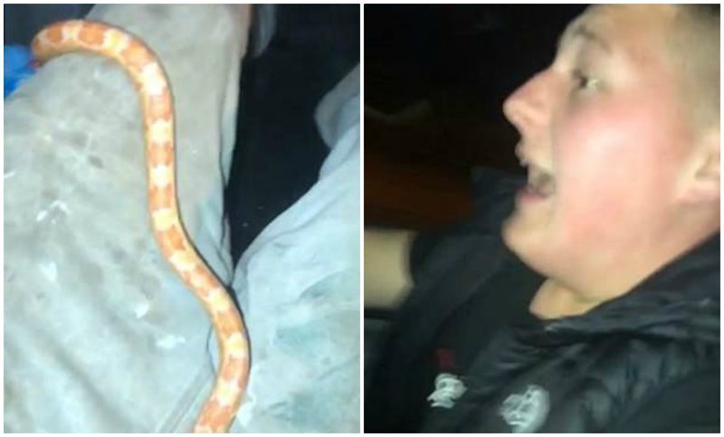 Пранк удался: подросток кинул живую змею на друга, пока тот был за рулем