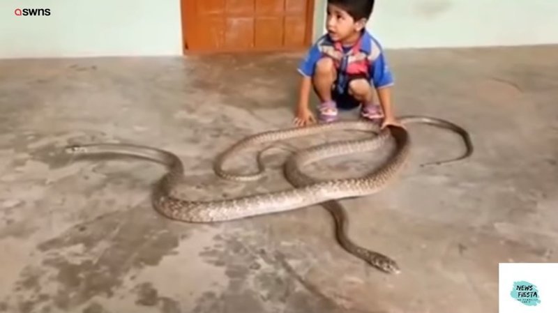 Видео: маленький мальчик играет со змеями