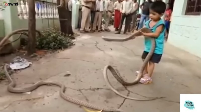 Видео: маленький мальчик играет со змеями