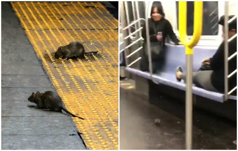 Крыса в вагоне нью-йоркского метро навела панику у пассажиров