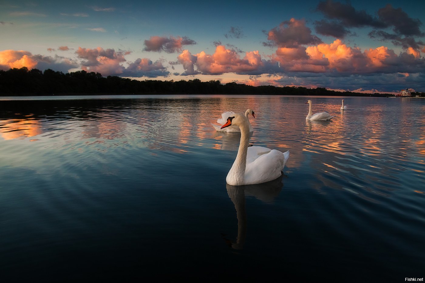 Красивые озера лебеди. Озеро лебедь Калининград. Озеро Нарочь лебеди. Лебеди на озере. Закат на озере.