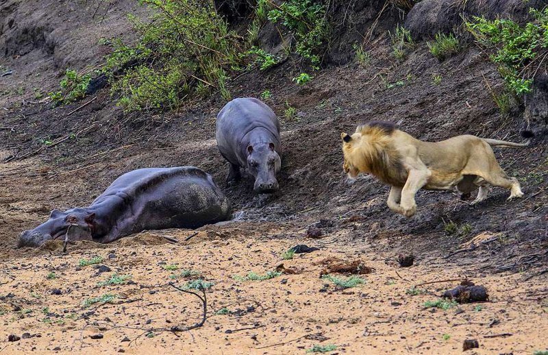 Храбрый бегемотик защищал маму от голодного льва