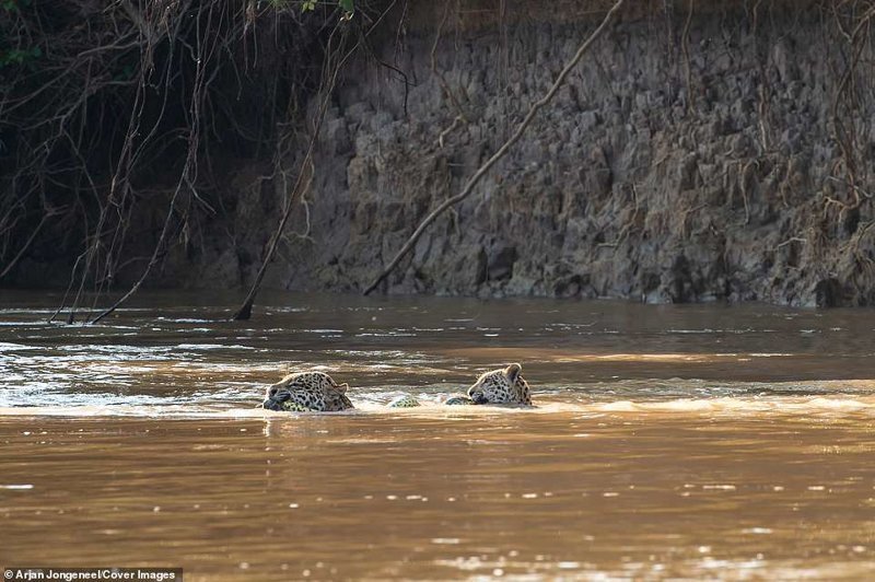 Время обеда: ягуары плывут, держа в пасти пойманную в воде желтую анаконду