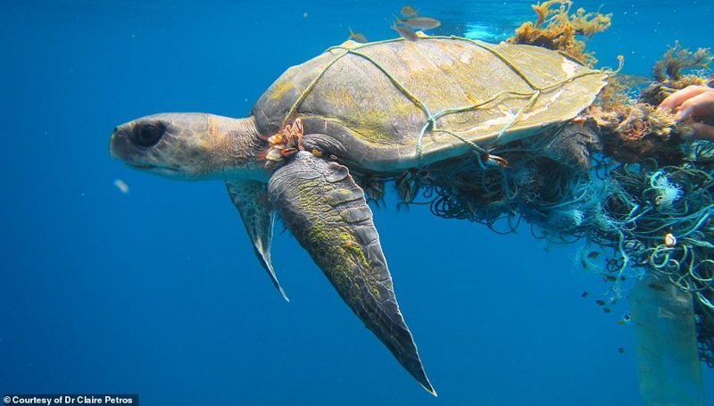Ежегодно сотни черепах попадают в рыболовные сети и запутываются в них. Если их вовремя не освободить, животные погибают от голода или асфиксии