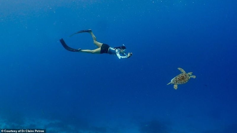 На Мальдивах обитают пять из семи известных видов морских черепах. Все они находятся под угрозой исчезновения или в списке уязвимых видов
