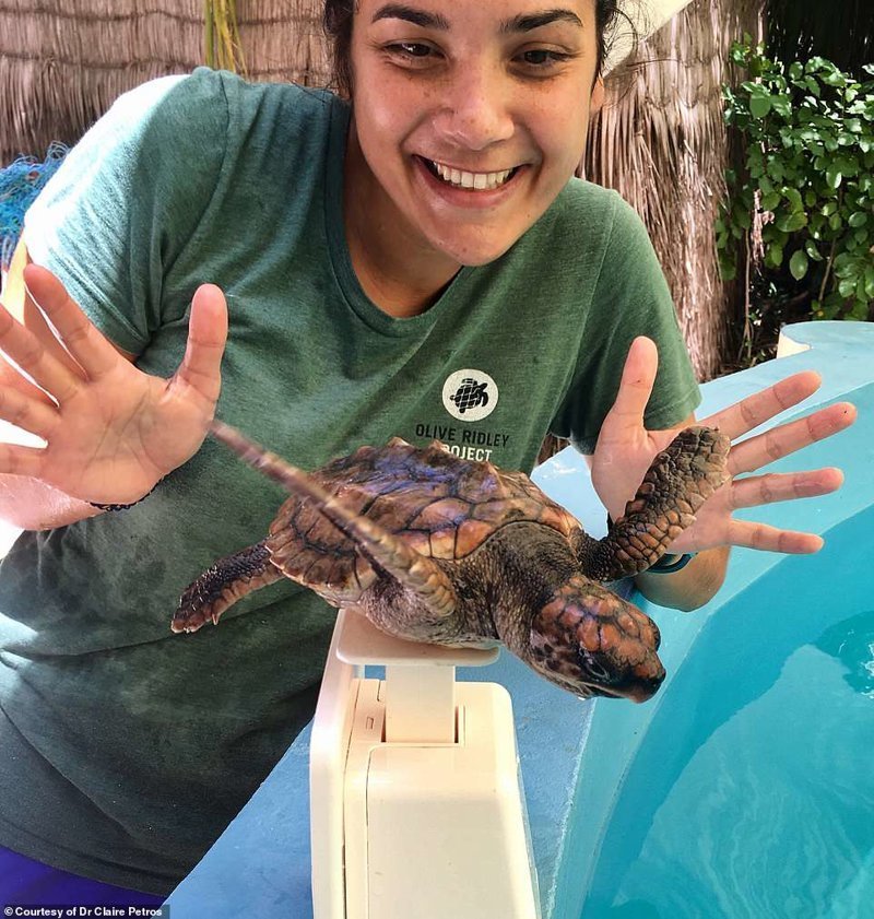 Ветеринар из Лондона приехала на Мальдивы спасать черепах