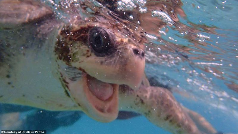"Самая приятная часть работы - отпускать подлеченных черепах обратно в океан", - признается Клэр Петрос