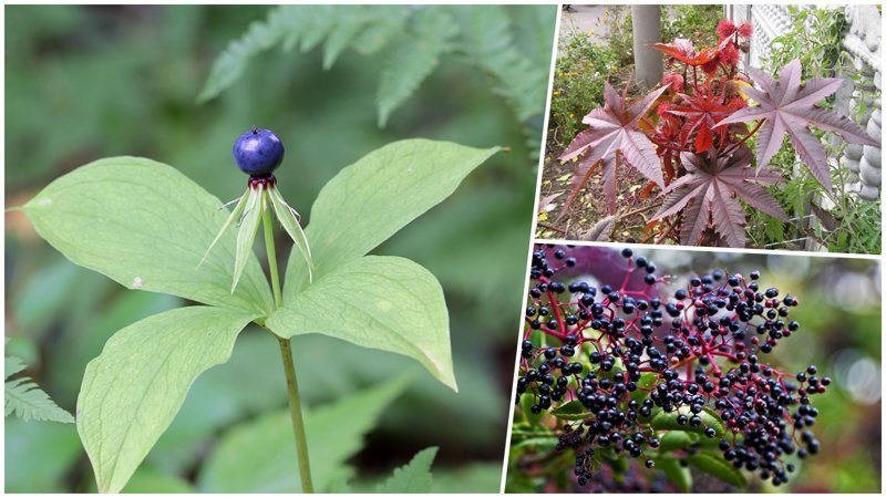 10 растений, которых следует опасаться