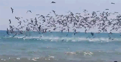 Пестрый мир пернатых