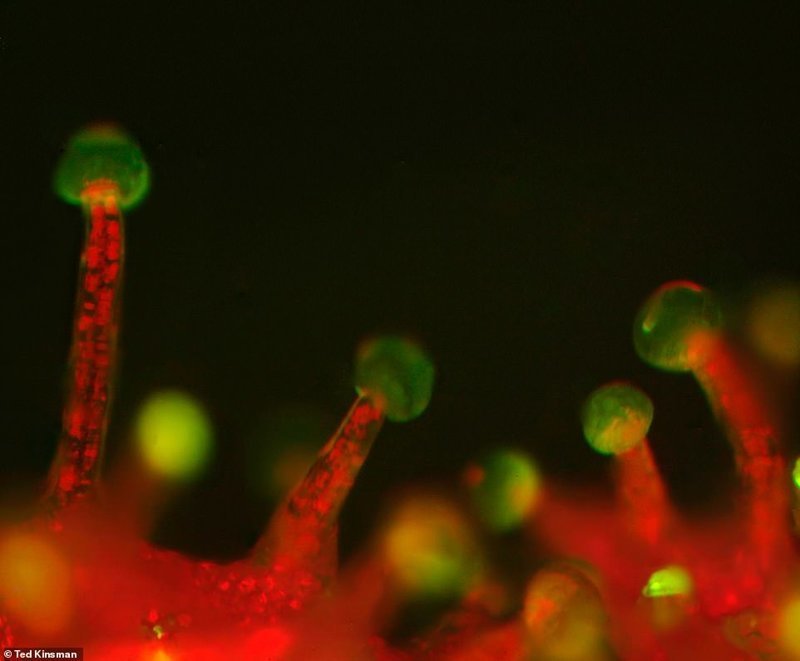 Как выглядит марихуана под микроскопом