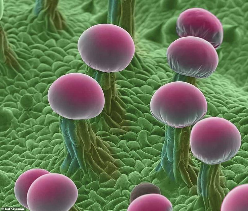 как выглядят клетки марихуаны под микроскопом