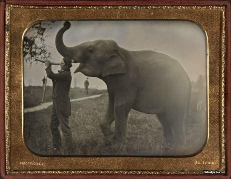 Первая известная фотография слона, 1850 год.  Фотограф: Thomas Easterly. 