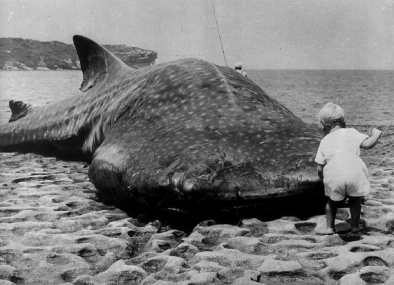 Маленький ребенок и гигантская китовая акула выброшенная на побережье Австралии, 1965 г.