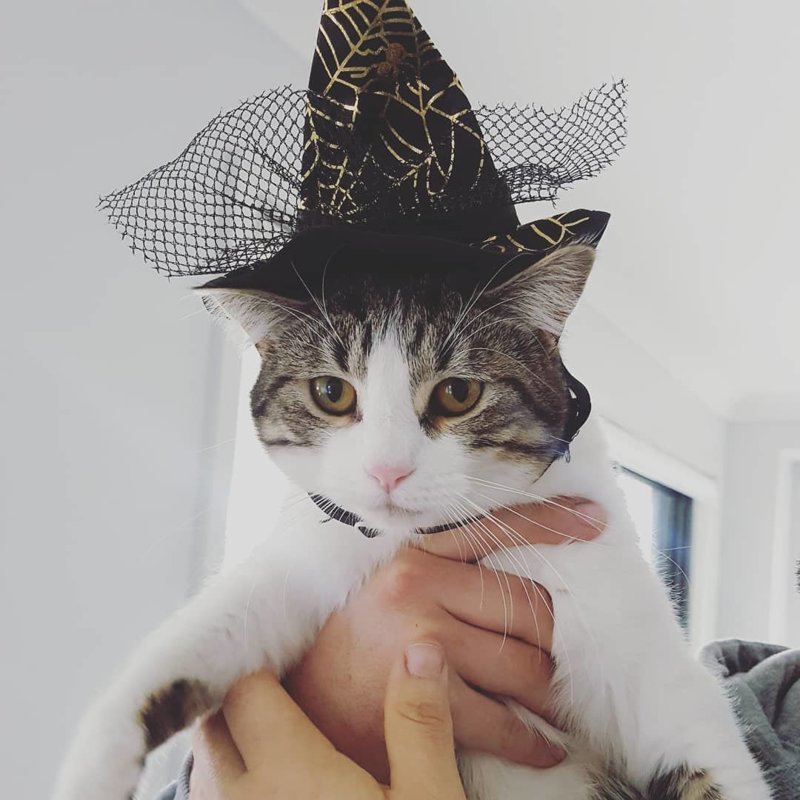 25+ очаровательных котиков в шапках для поднятия настроения