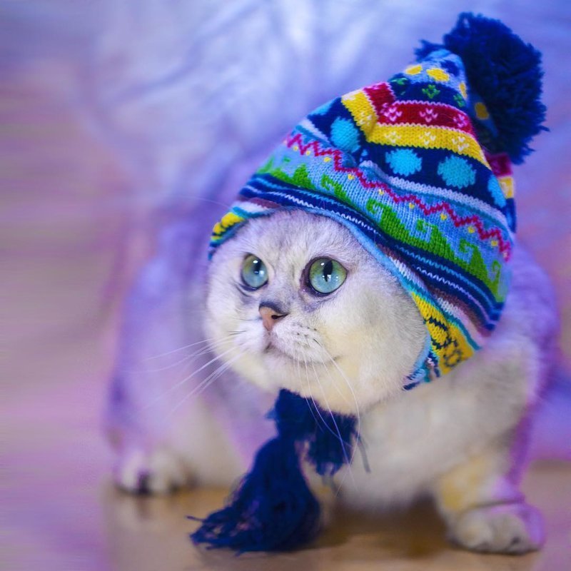 25+ очаровательных котиков в шапках для поднятия настроения