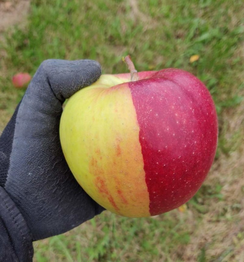 Двухцветное яблоко