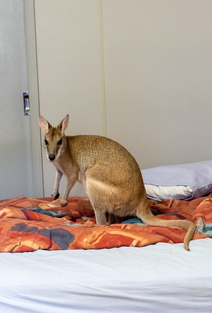 Это Австралия, детка: валлаби залез в кровать, чтобы как следует выспаться на глазах у хозяйки