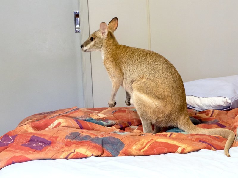 Это Австралия, детка: валлаби залез в кровать, чтобы как следует выспаться на глазах у хозяйки