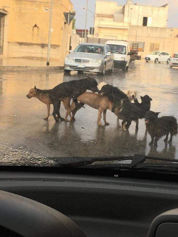 Ватрушки Мем