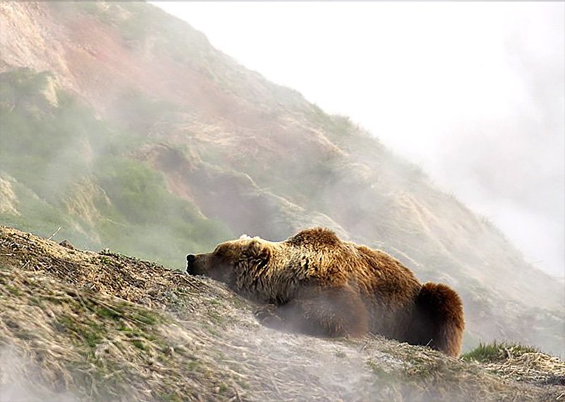Обжигают ли медведи лапы в гейзерах?