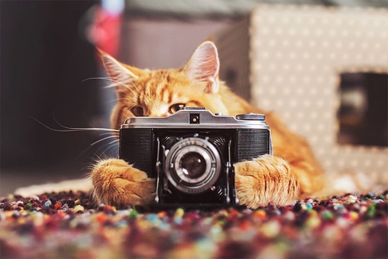 Причудливые фотографии кошки Котлетки от Кристины Макеевой